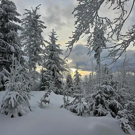 Ptasi * 슈차이르크